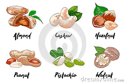 Vector engraved style organic nuts collection for posters, decoration, packaging, menu, logo. Hand drawn colorful sketches Vector Illustration