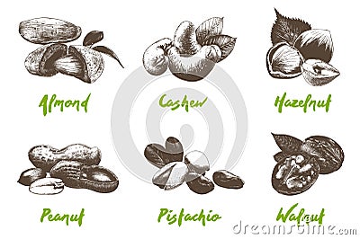 Vector engraved style organic nuts collection for posters, decoration, packaging, menu, logo. Hand drawn monochrome sketches Vector Illustration