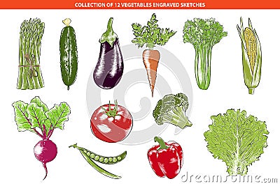 Vector engraved style organic vegetables collection for posters, decoration, packaging. Hand drawn colorful sketches Vector Illustration