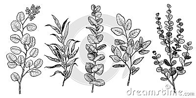 Vector eucalyptus branches sketch. Hand drawn different leaves. Vector Illustration