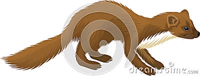 Vector European pine marten illustration Vector Illustration