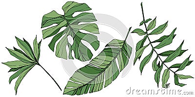 Vector Exotic tropical hawaiian summer. Green engraved ink art. Isolated leaf illustration element. Vector Illustration