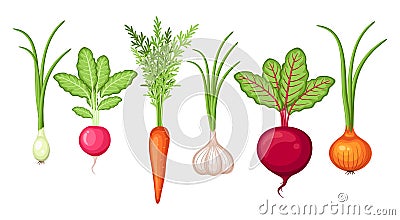 Farm vegetables harvest set with carrot, onion, garlic, radish, beet root Vector Illustration