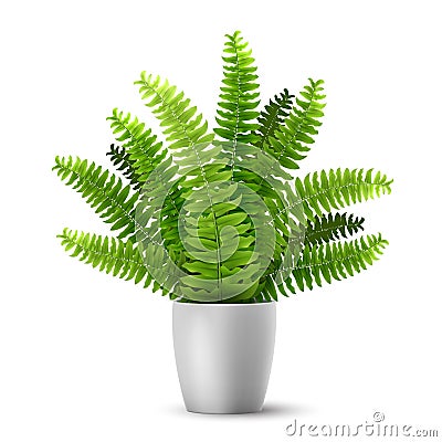 Vector fern in a pot Vector Illustration