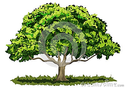 Big oak tree Vector Illustration