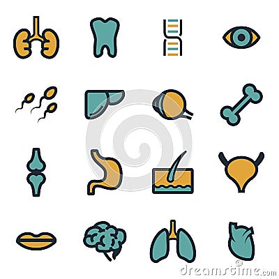 Vector flat anatomy icons set Vector Illustration