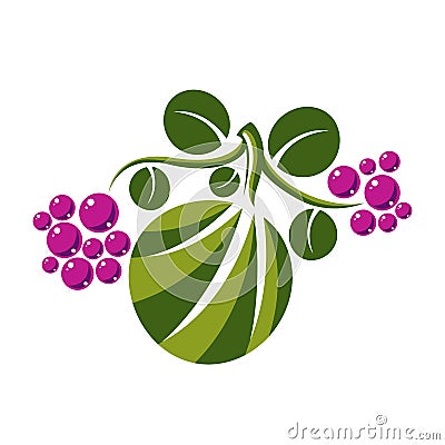 Vector flat green leaf with tendrils and purple seeds. Herbal an Vector Illustration