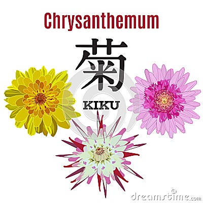 Vector flat illustration of Chrysanthemum, symbol of Japan Vector Illustration