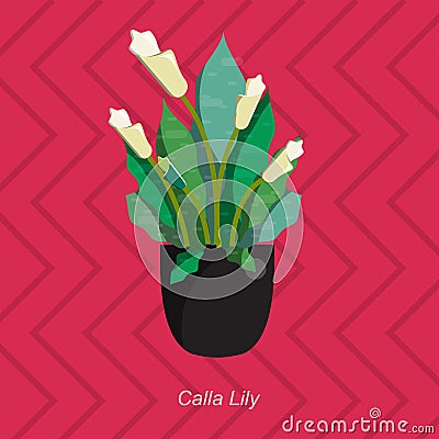 Vector flat illustration of indoor homeplant calla lily in pot Vector Illustration
