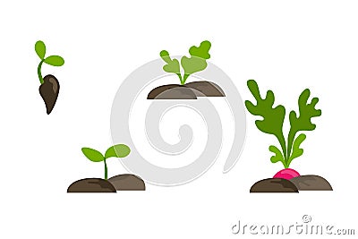 Vector flat set of objects with phases plant growth. Stock Photo
