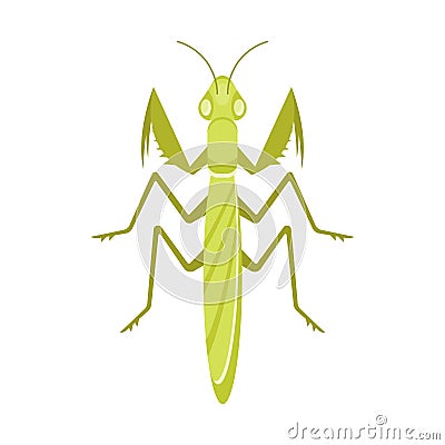 Vector flat style illustration of mantis Vector Illustration