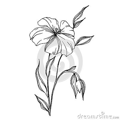 Vector Flax floral botanical flowers. Black and white engraved ink art. Isolated flax illustration element. Vector Illustration