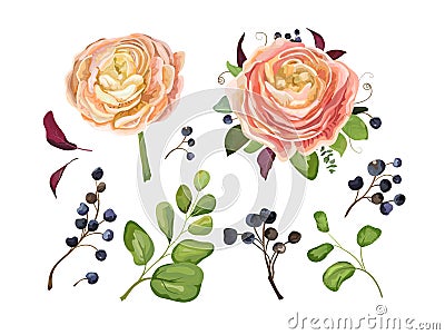 Vector floral big element set: pink peach ranunculus flower Vector Illustration