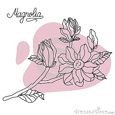 Vector. Floral botany collection sketch. Magnolia flower drawings. Hand drawn botanical illustrations. Vector. Cartoon Illustration