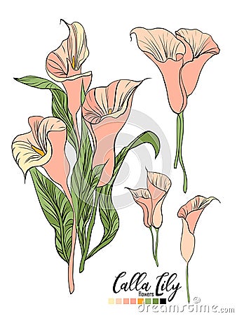 Vector floral bouquet design: garden pink peach creamy powder pale Calla Lily flower. Wedding vector invite card. Vector Illustration