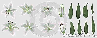 Vector floral bouquet design: set of tender white lily flowers, Vector Illustration