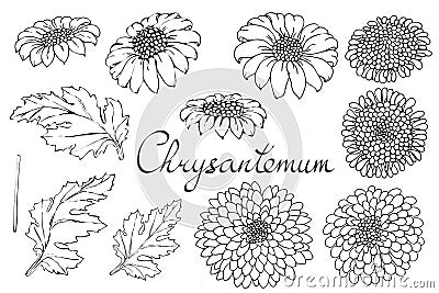 Vector floral illustration with chrysanthemum. Isolated elements on a white background. Monochrome contour golden-daisy for your Vector Illustration