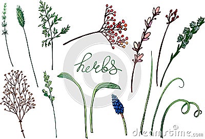 Vector floral illustration with herbs. Vector Illustration