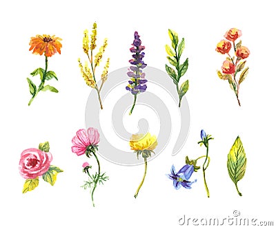 Vector floral set. Colorful floral collection with leaves and flowers, drawing watercolor. Spring or summer design for invitation Stock Photo