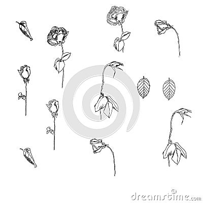 Vector floral set with peonies and leaves, flower buds. Linear vintage graphics. sketch. Vector Illustration