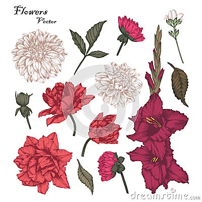 Vector flowers set with tulips, dahlias and gladiolus flowers Vector Illustration