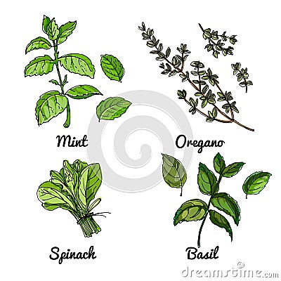 Vector food icons of vegetables and spices, herbs. Colored sketch of food products. Basil, oregano, spinach, mint Vector Illustration