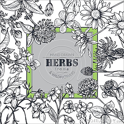Vector frame with herb and wildflower elements Vector Illustration