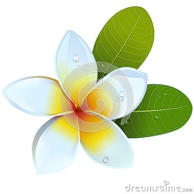 Vector Frangipani Flower Vector Illustration