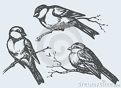 Vector freehand drawing. Tits, sparrows and bullfinches on branches Vector Illustration