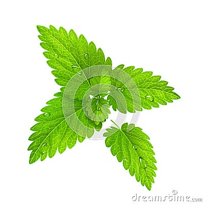 Vector. Fresh mint isolated on a white background Vector Illustration