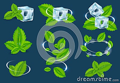 Vector fresh mint organic plant leaf set Vector Illustration