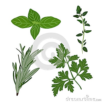 Vector fresh parsley, thyme, rosemary, and basil herbs. Aromatic Vector Illustration