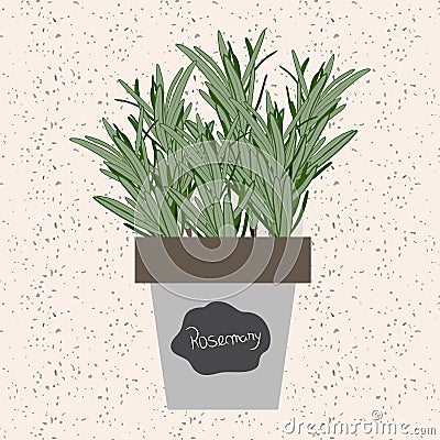 Vector - Fresh rosemary herb in a flowerpot. Aromatic leaves use Vector Illustration