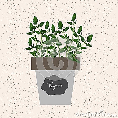 Vector - Fresh thyme herb in a flowerpot. Aromatic leaves Vector Illustration