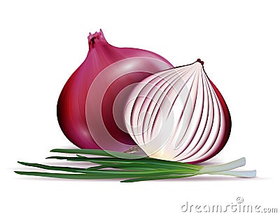 Vector fresh whole and sliced red onion bulbs with green onions close up isolated on white background Vector Illustration