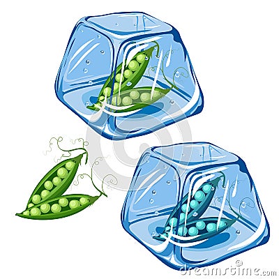 Vector Frozen pea in ice cube isolated on white background EPS 8. Vector Illustration