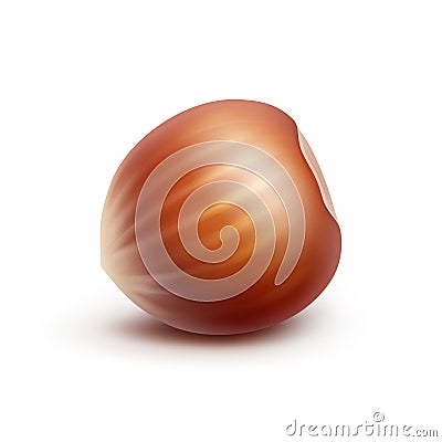 Vector Full Unpeeled Hazelnut Close up Vector Illustration