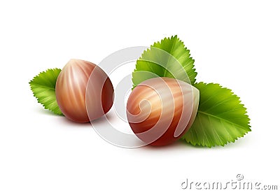 Vector Full Unpeeled Hazelnuts with Leaves Vector Illustration