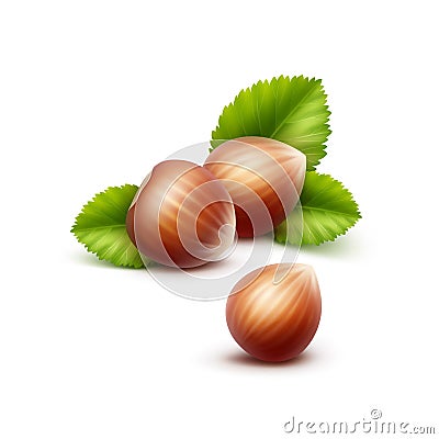 Vector Full Unpeeled Hazelnuts with Leaves Vector Illustration