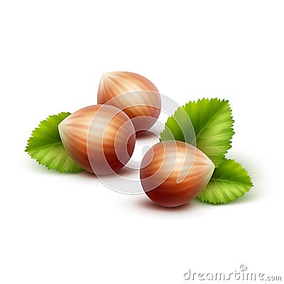 Vector Full Unpeeled Hazelnuts with Leaves Vector Illustration