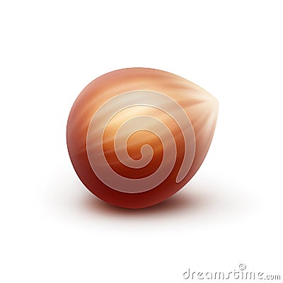 Vector Full Unpeeled Realistic Hazelnut Close up on White Background Vector Illustration