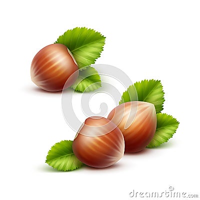 Vector Full Unpeeled Realistic Hazelnuts with Leaves Close up Isolated Vector Illustration