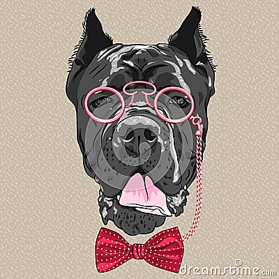 Vector funny cartoon hipster dog Cane Corso Vector Illustration