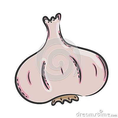 Vector garlic hand drawn Vector Illustration