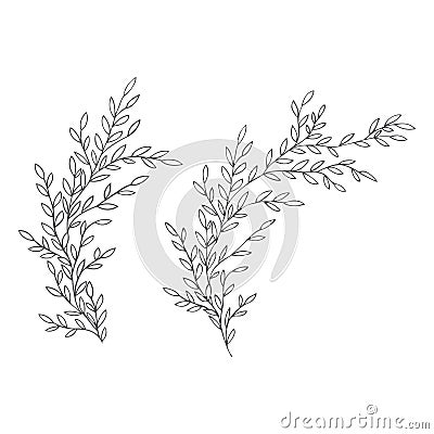 Vector gentle illustration of Hand Drawn branches. Monochrome Botanical Vintage Vector Illustration. Vector wedding Vector Illustration