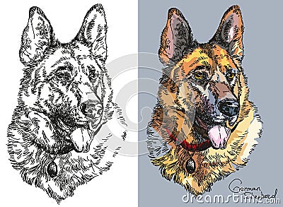 Vector German shepherd in color and black and white Vector Illustration