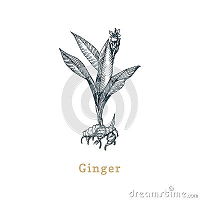 Vector Ginger sketch. Drawn spice herb in engraving style. Botanical illustration of organic, eco plant. Vector Illustration