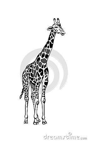 Graphical sketch of giraffe isolated on white background,vector illustration Vector Illustration