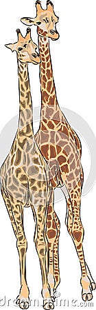 Vector giraffes Vector Illustration