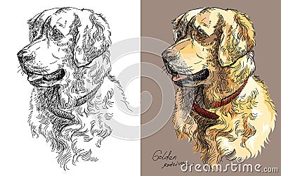 Vector Golden retriever in color and black and white Vector Illustration